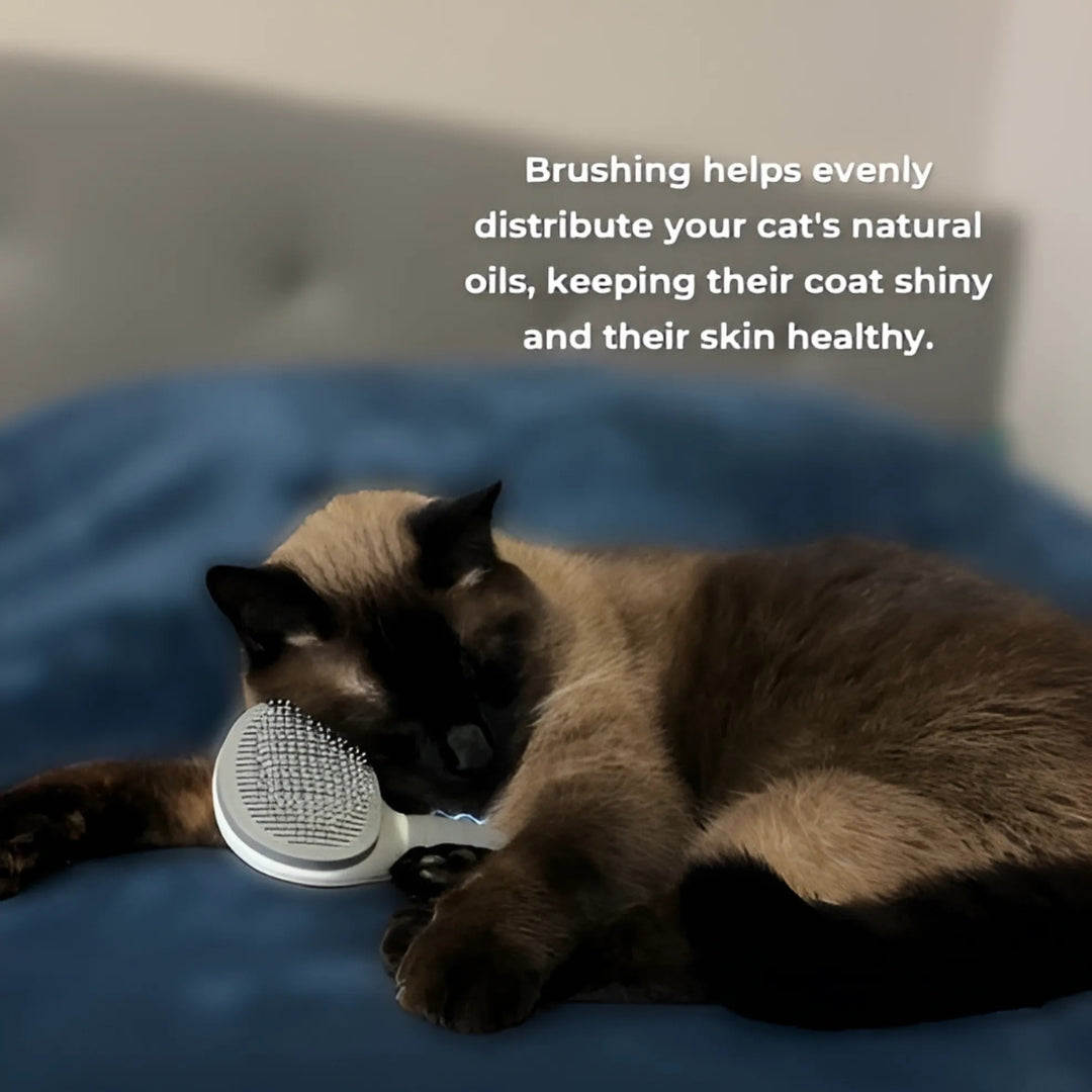CatBrush | Selbstreinigende Katzenbürste für glänzendes & gesundes Fell