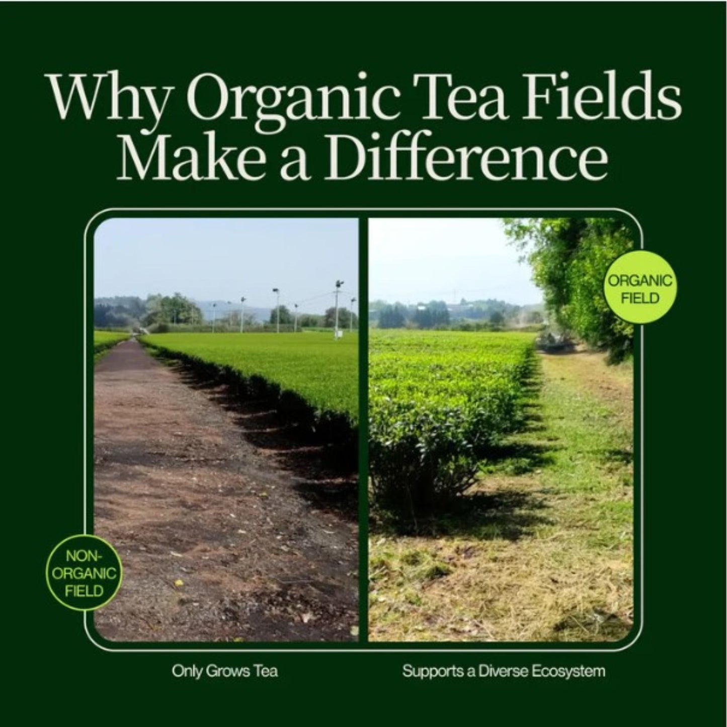 Matcha Moments | Exklusiver Adventskalender für wahre Teeliebhaber